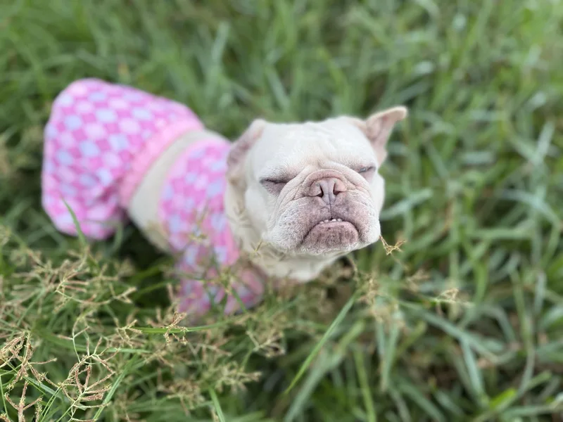 An adult small-sized female French Bulldog dog named Blondie for adoption in New Port Richey, FL