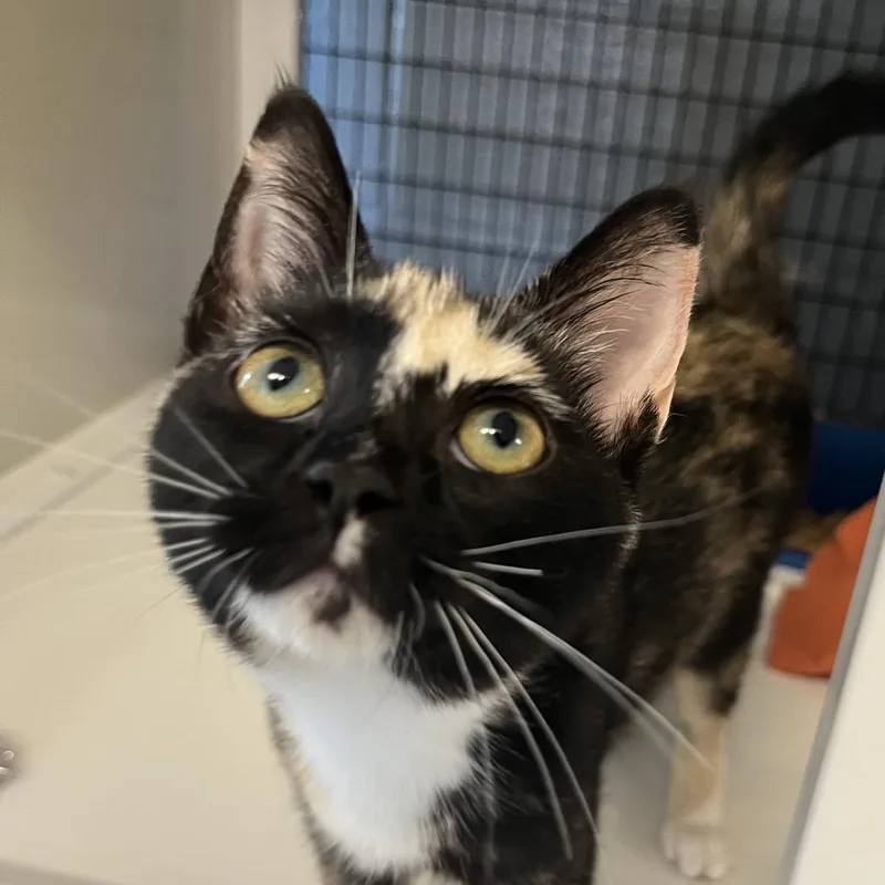 A baby small-sized female Calico Domestic Short Hair cat named Emrald Jade Green Ball for adoption in Ruckersville, VA