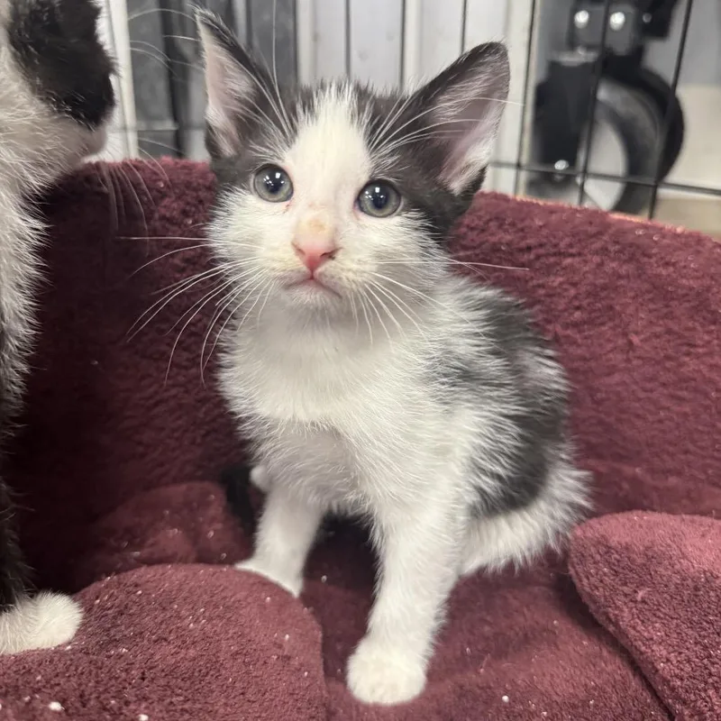 A baby small-sized male Black Domestic Short Hair cat named Salt for adoption in Waco, TX