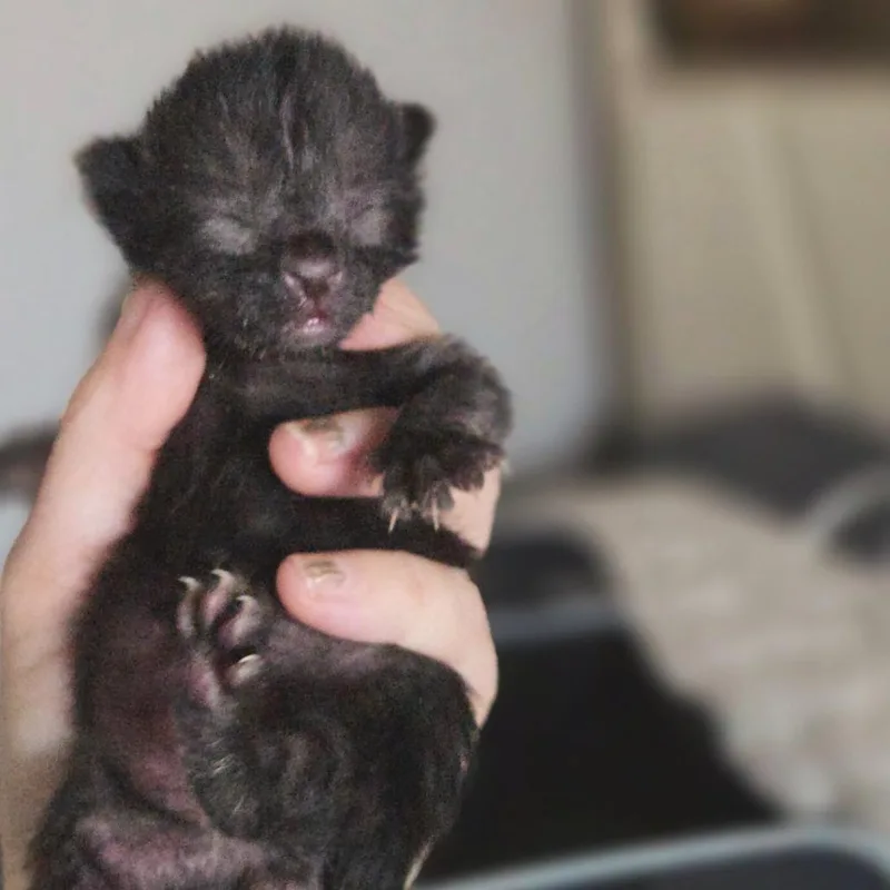A baby small-sized female Black Domestic Short Hair cat named Zoey for adoption in Las Vegas, NV