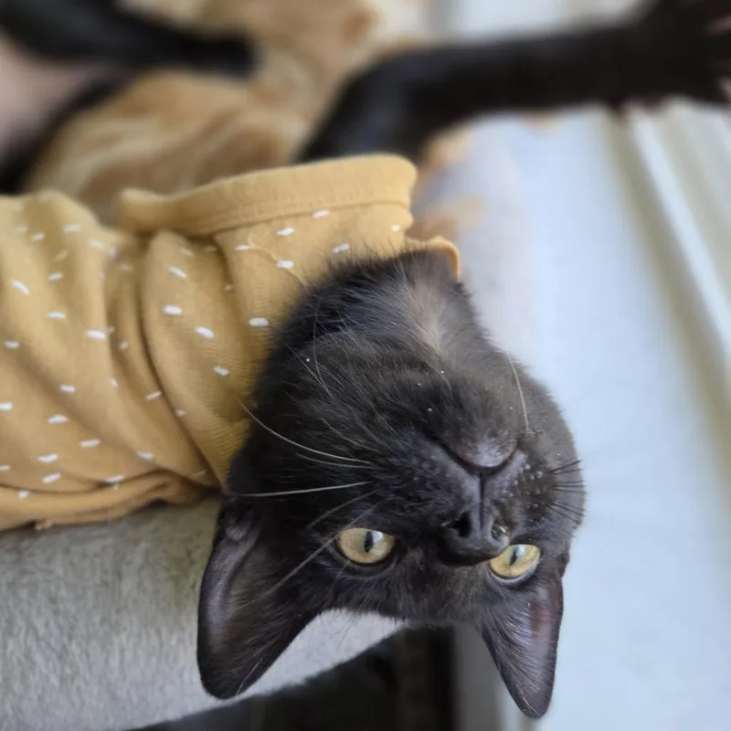 Zoey thumbnail 2