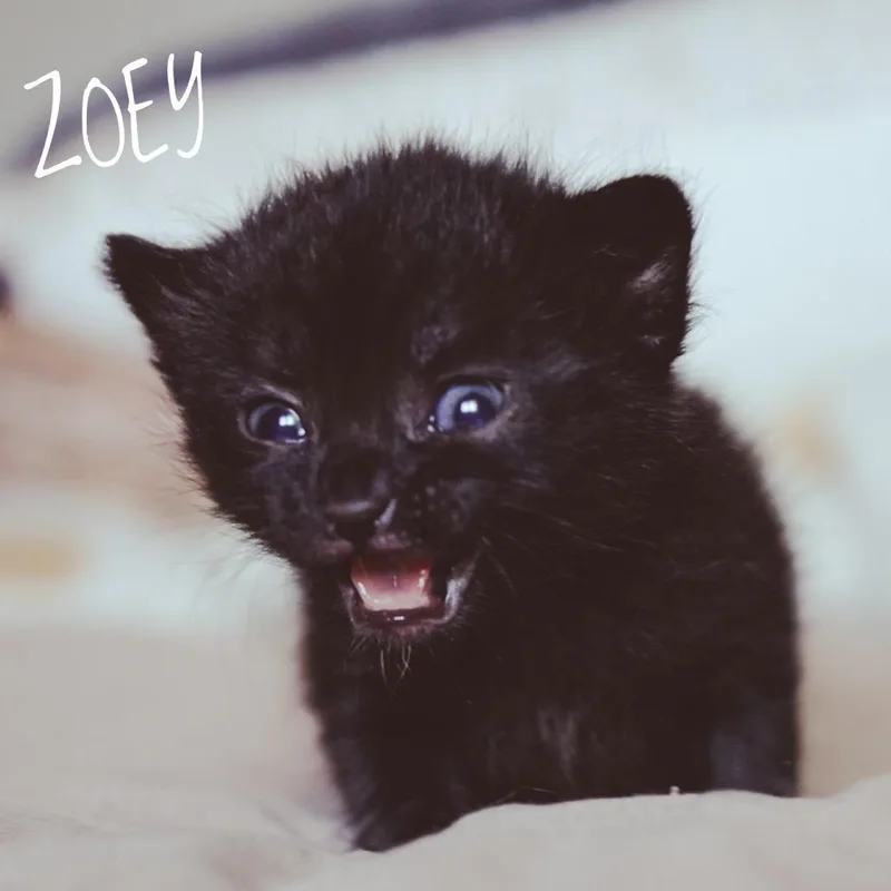 Zoey thumbnail 3