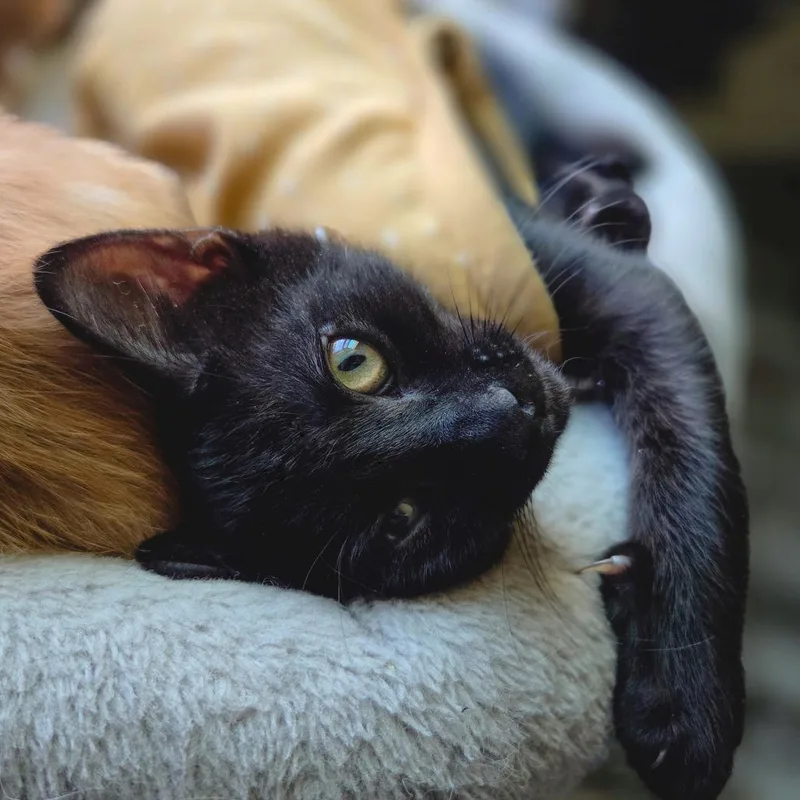 Zoey thumbnail 6