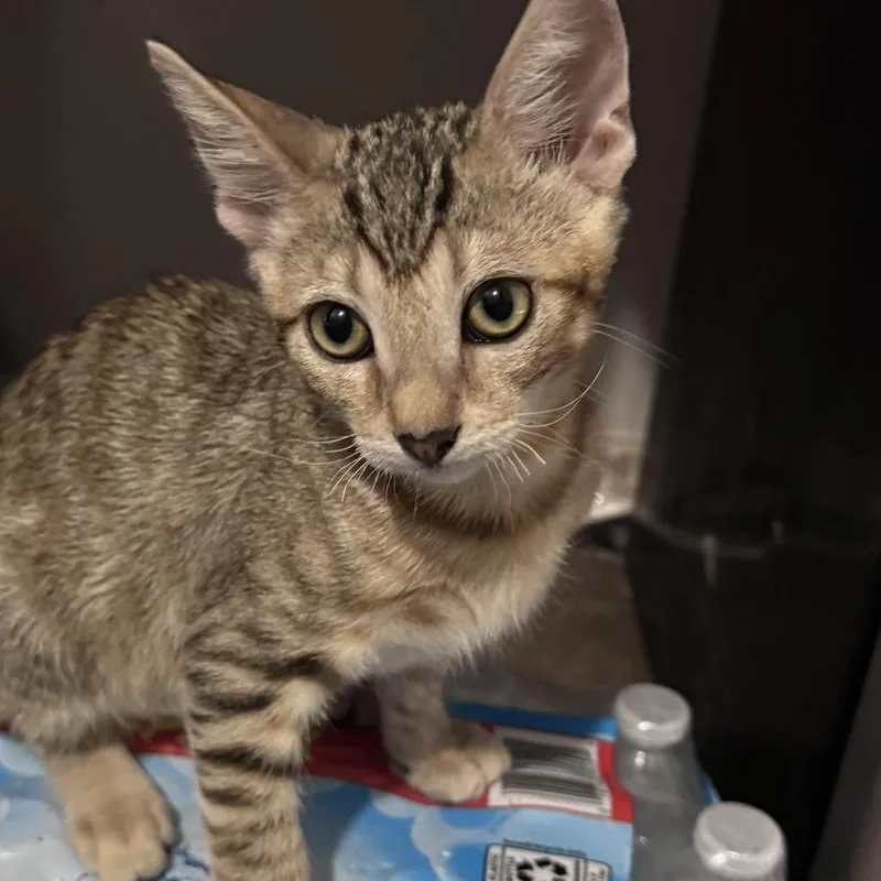 A baby small-sized male Brown / Chocolate Domestic Short Hair cat named Biscoff for adoption in Brea, CA
