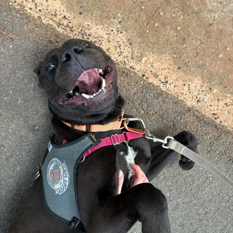 An adult medium-sized male Black American Staffordshire Terrier dog named Smokie for adoption in Hattiesburg, MS
