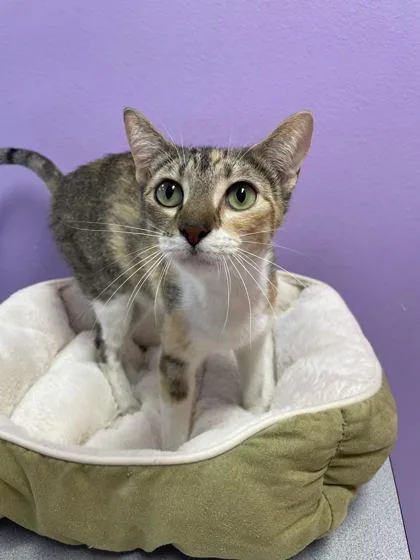 An adult medium-sized female Domestic Short Hair cat named Hannah for adoption in Baton Rouge, LA