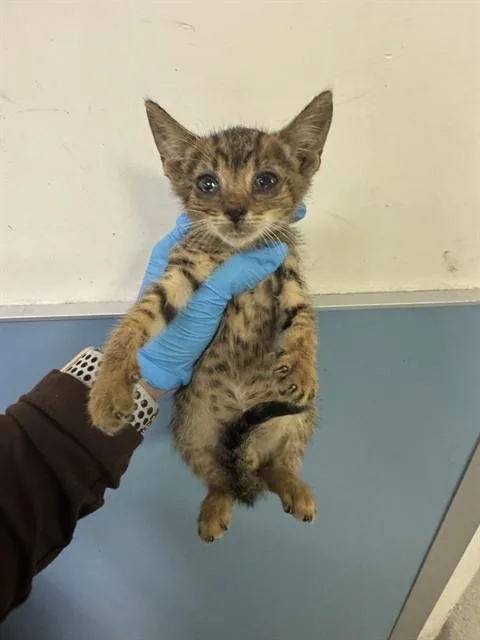 A baby small-sized male Domestic Short Hair cat named Willow for adoption in Miami, FL