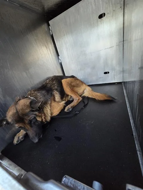 A senior large-sized female German Shepherd Dog dog named A for adoption in San Antonio, TX