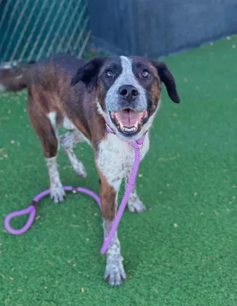 A young medium-sized male Brindle Mixed Breed dog named Ulfric for adoption in Fruit Heights, UT