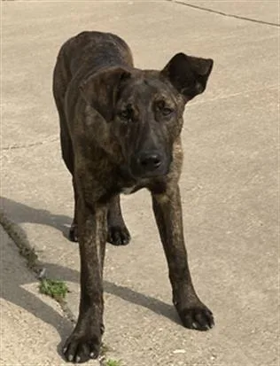 A young medium-sized female Mixed Breed dog named Jet for adoption in Dallas, TX