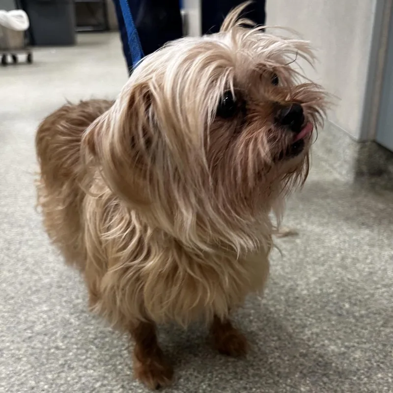 An adult small-sized male Yellow / Tan / Blond / Fawn Mixed Breed dog named Angel Food Cakes for adoption in Jacksonville, FL