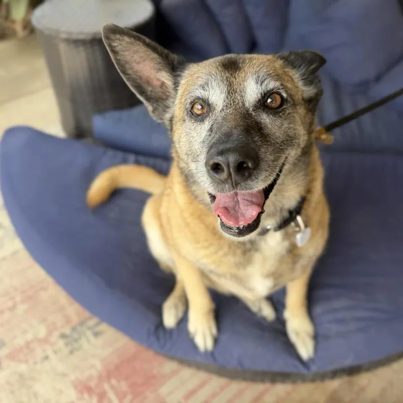 A senior large-sized female Brown / Chocolate Belgian Shepherd / Malinois dog named Bella Bluebird for adoption in Ramona, CA