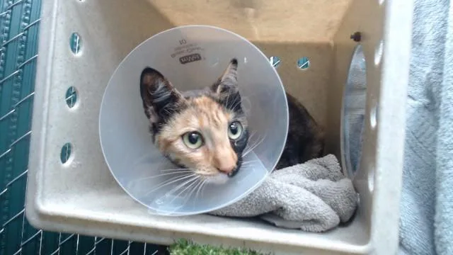 A young medium-sized female Domestic Short Hair cat named Museti for adoption in Downey, CA