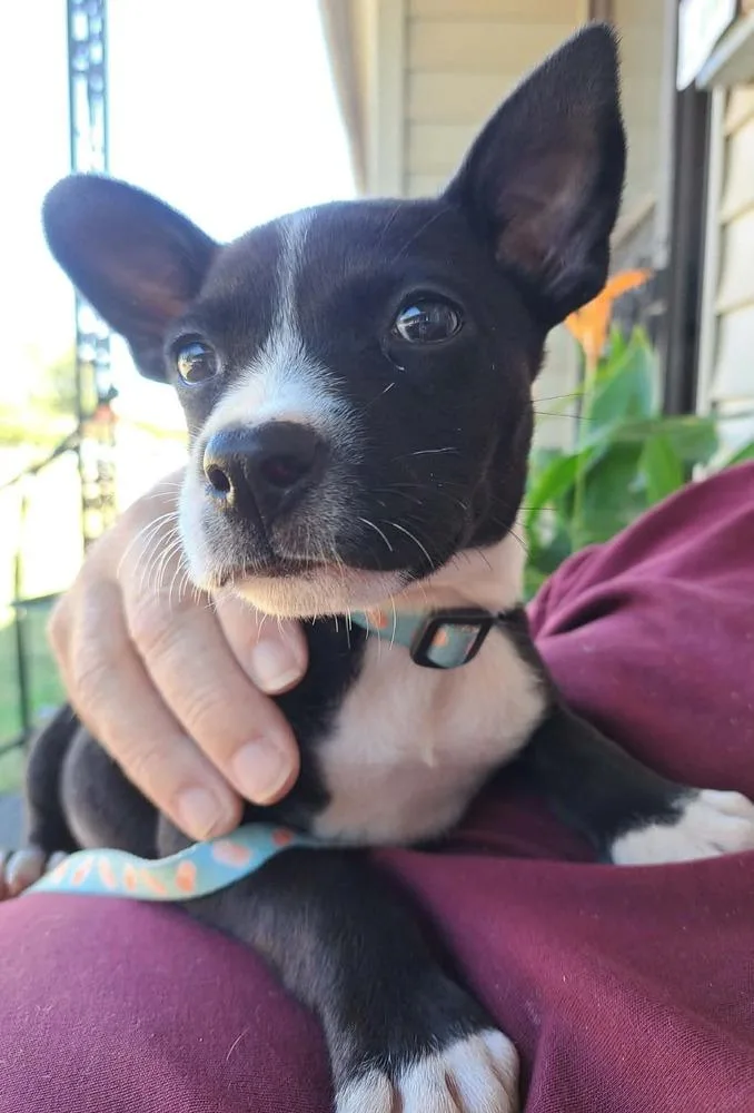A baby small-sized female Tricolor (Brown, Black, & White) Boston Terrier dog named Ruby for adoption in Shawnee, OK