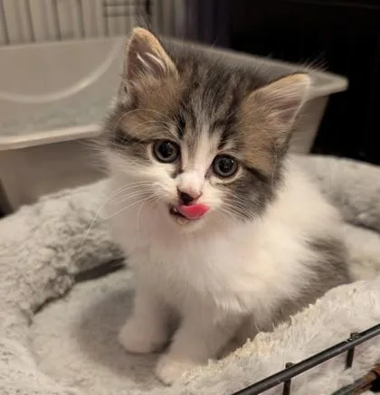 A baby small-sized female Domestic Medium Hair cat named Buttons for adoption in Guntersville, AL