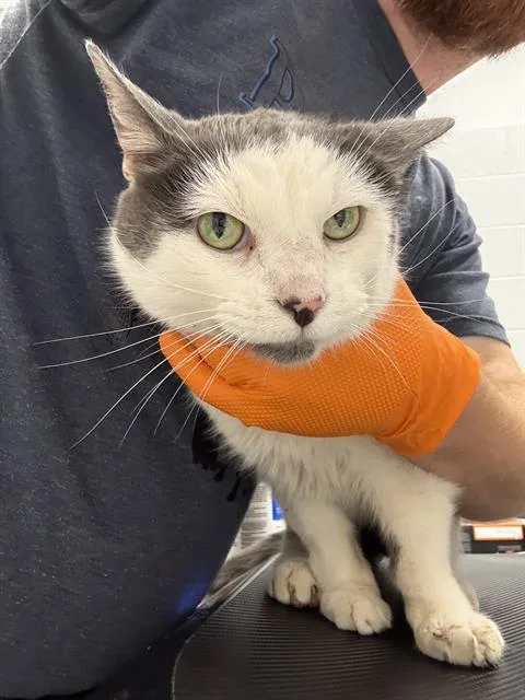 A senior medium-sized male Domestic Short Hair cat named Bernard for adoption in Indianapolis, IN
