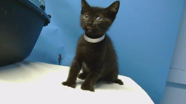 A baby small-sized female Domestic Short Hair cat named Boo Boo for adoption in Gardena, CA
