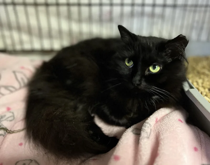 An adult medium-sized female Black Domestic Long Hair cat named Belinda for adoption in Palmyra, VA