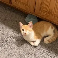 A baby medium-sized male Orange & White Domestic Short Hair cat named Barley for adoption in Minneapolis, MN