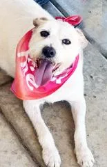 A young medium-sized female Bichon Frise dog named Miss Nikki for adoption in Poway, CA