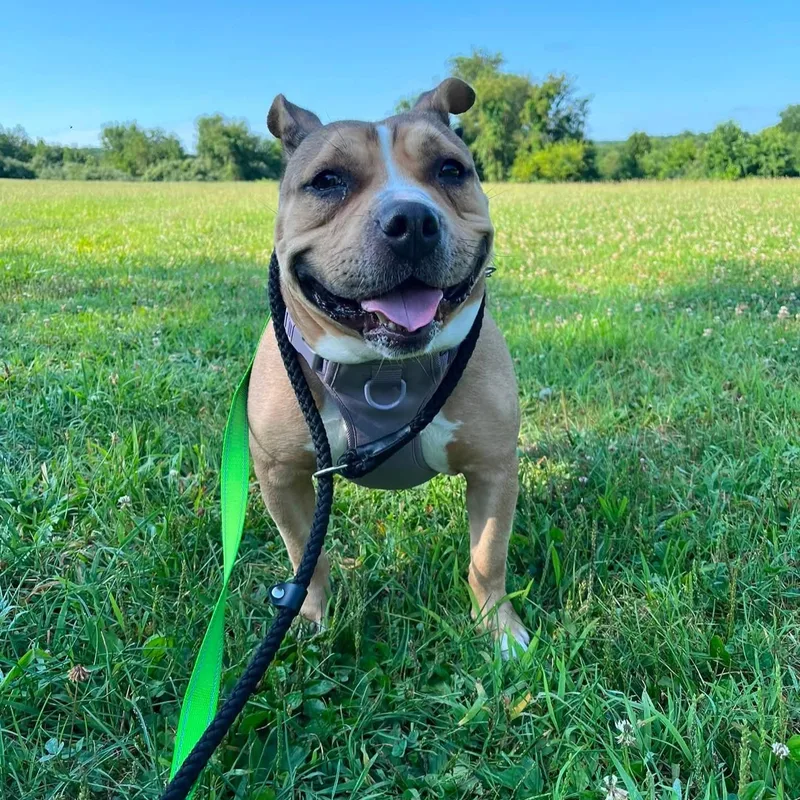 An adult medium-sized female Yellow / Tan / Blond / Fawn American Bully dog named Nala for adoption in Phoenixville, PA