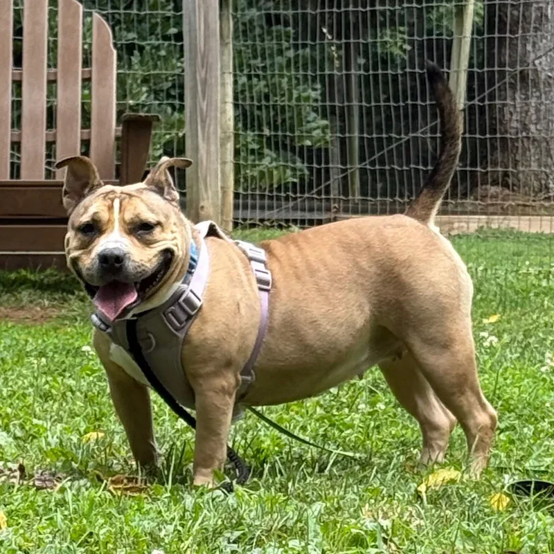 Nala thumbnail 4
