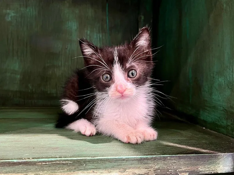 A young medium-sized male Black & White / Tuxedo Domestic Short Hair cat named Kevin for adoption in San Antonio, TX