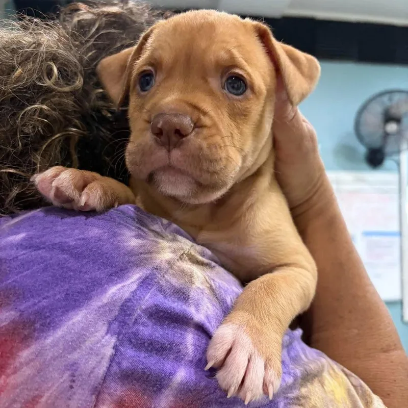 A baby medium-sized female Terrier dog named Kady for adoption in Seminole, FL