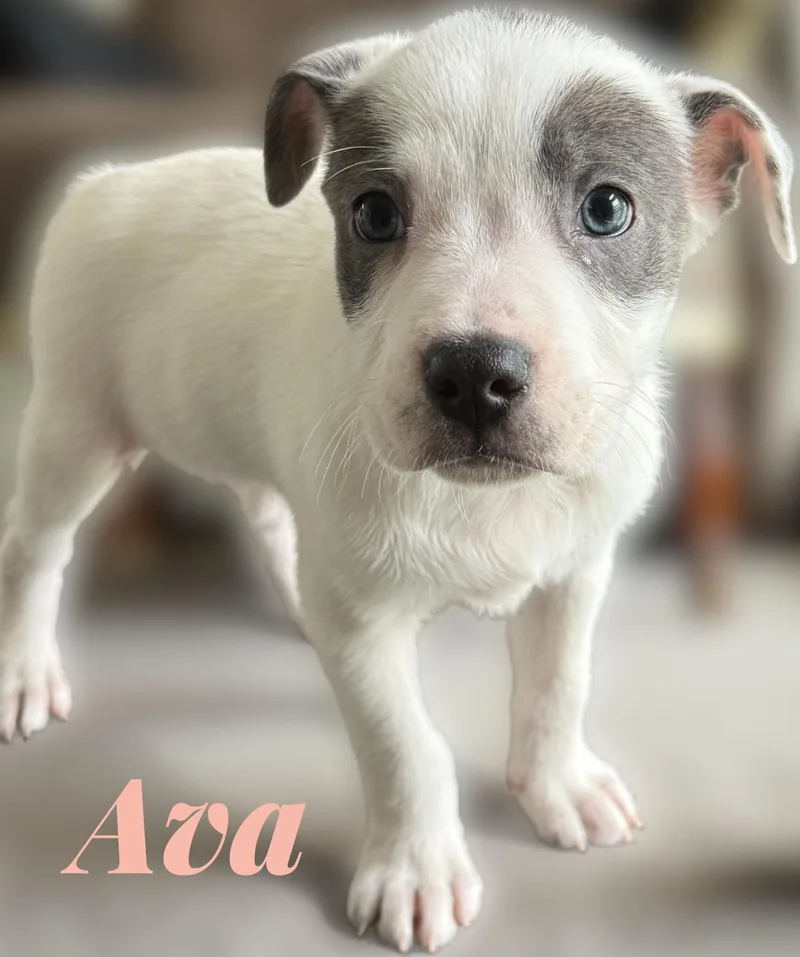 Ava