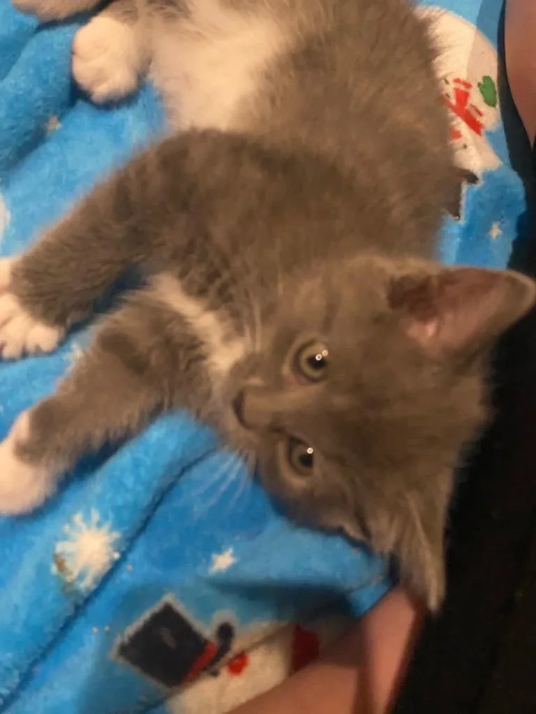 A baby medium-sized female Domestic Short Hair cat named Rachel for adoption in Johnson City, TN