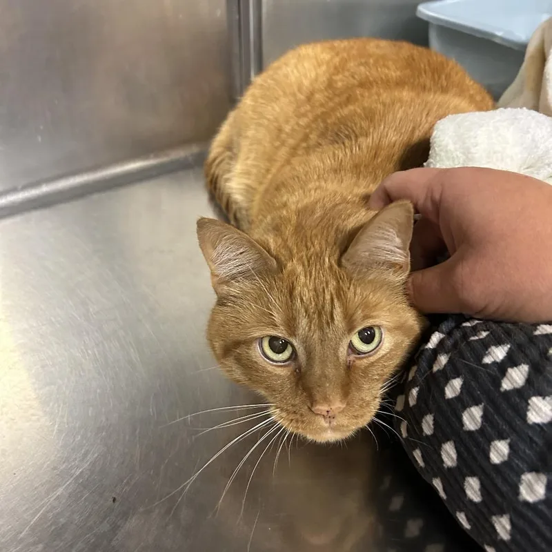 An adult extra large-sized male Domestic Short Hair cat named Cheeto for adoption in Uniontown, PA