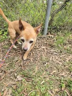 Pr  Queso thumbnail 3