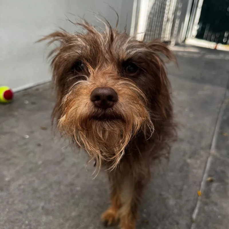 A young small-sized female Terrier dog named Yvonne for adoption in Los Angeles, CA