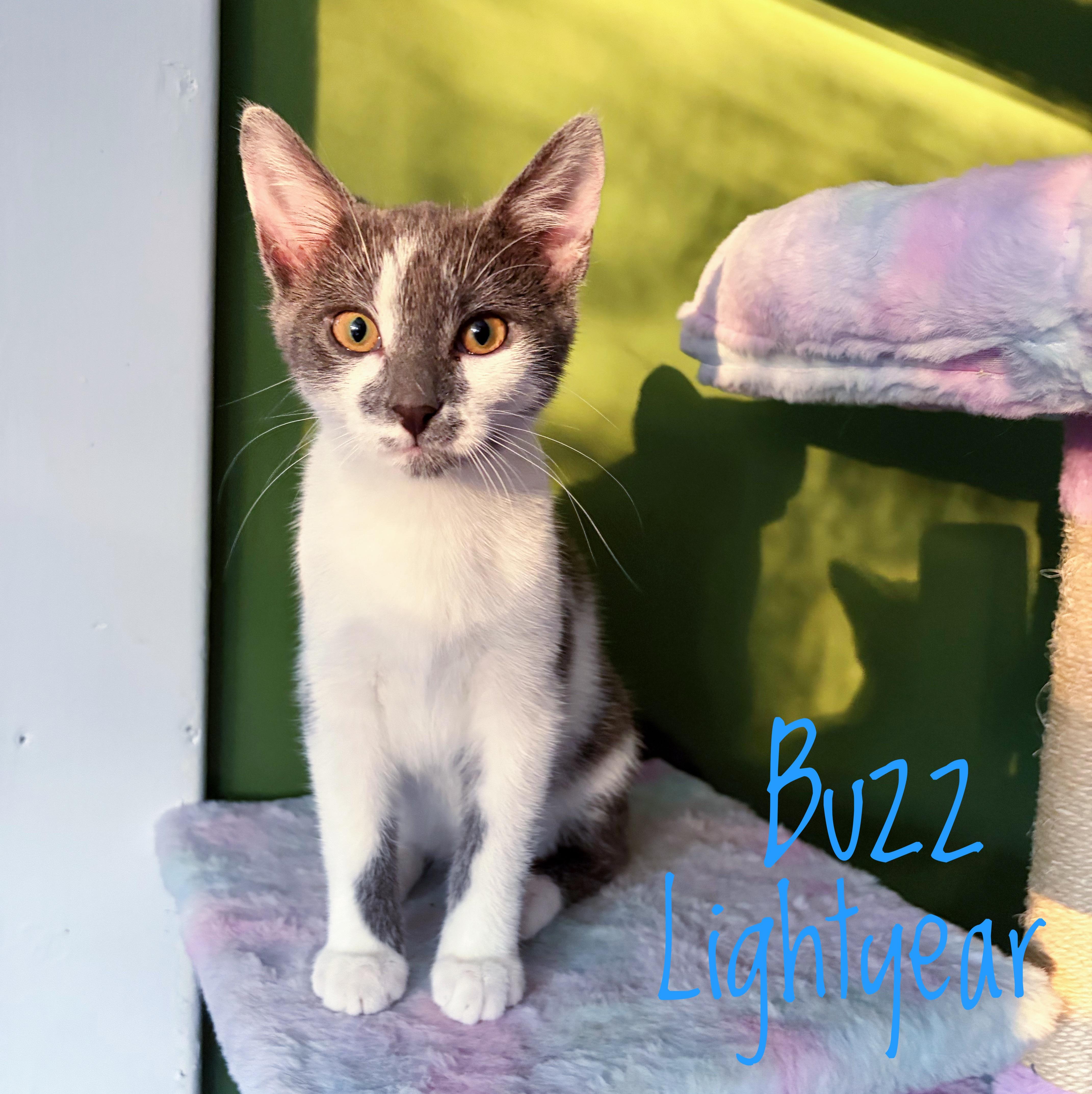 A baby medium-sized male Gray / Blue / Silver Domestic Short Hair cat named Buzz Lightyear for adoption in Bethel, OH