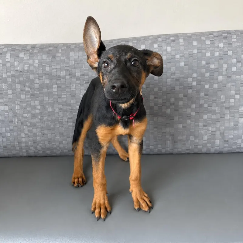 A baby medium-sized female Mixed Breed dog named Jessie for adoption in Henderson, NV