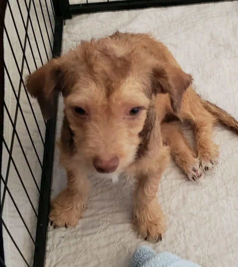 A baby small-sized male Terrier dog named Gambler for adoption in Eugene, OR