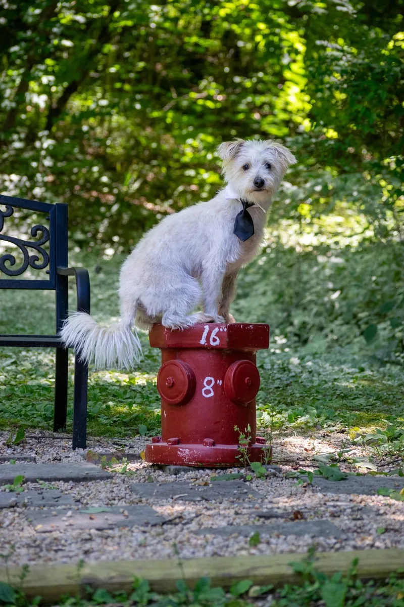A young small-sized male White / Cream West Highland White Terrier / Westie dog named Spud The Stud for adoption in Sevierville, TN