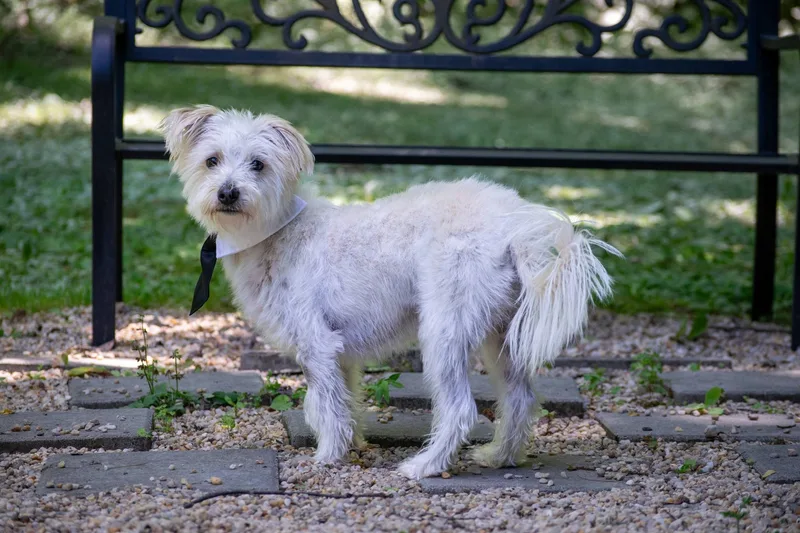 Spud The Stud thumbnail 2