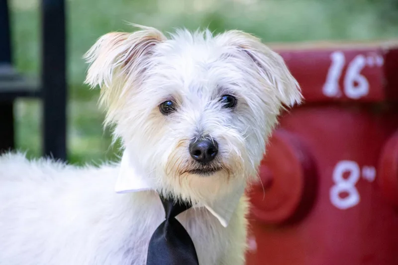 Spud The Stud thumbnail 3