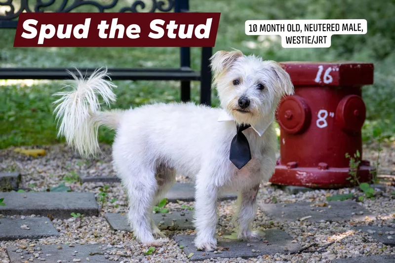 Spud The Stud thumbnail 4