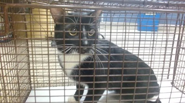 A young small-sized male Domestic Short Hair cat named Batman for adoption in Miami, FL