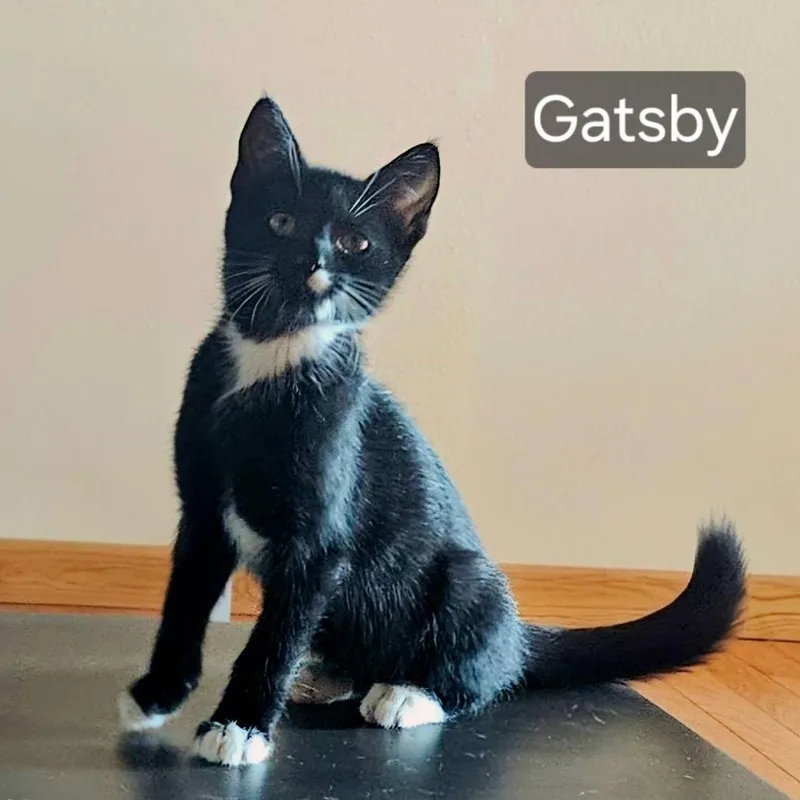 A baby small-sized female Black Domestic Short Hair cat named Gatsby for adoption in Rochester, MN