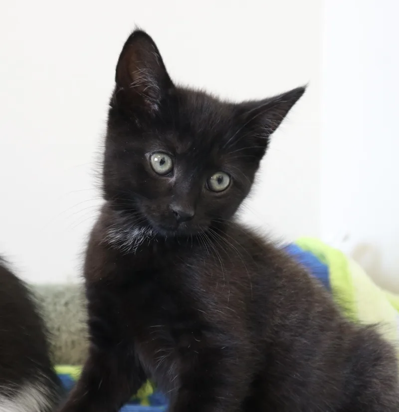 A baby medium-sized female Black Domestic Short Hair cat named Dorothy for adoption in Rossville, TN