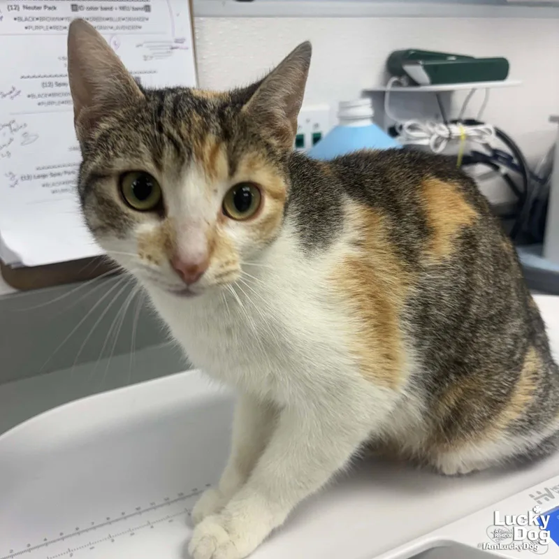 A young medium-sized female Domestic Short Hair cat named Honey Bee for adoption in Washington, DC