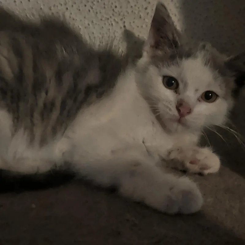 Uma