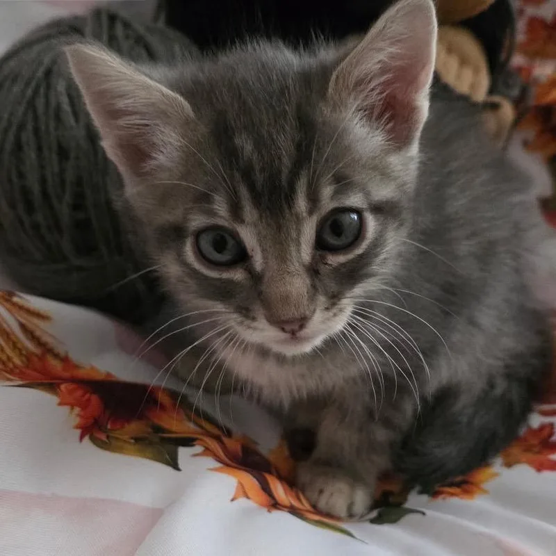 A baby small-sized male Gray / Blue / Silver Domestic Short Hair cat named Teddy for adoption in Long Beach, CA