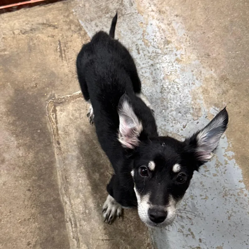 Thin Mint thumbnail 2