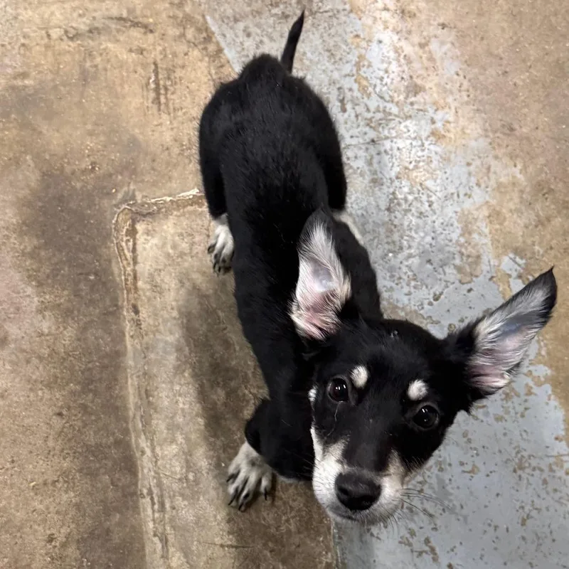 Thin Mint thumbnail 3