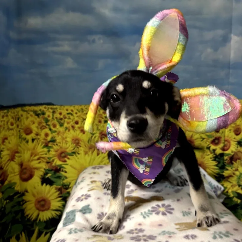 Thin Mint thumbnail 4