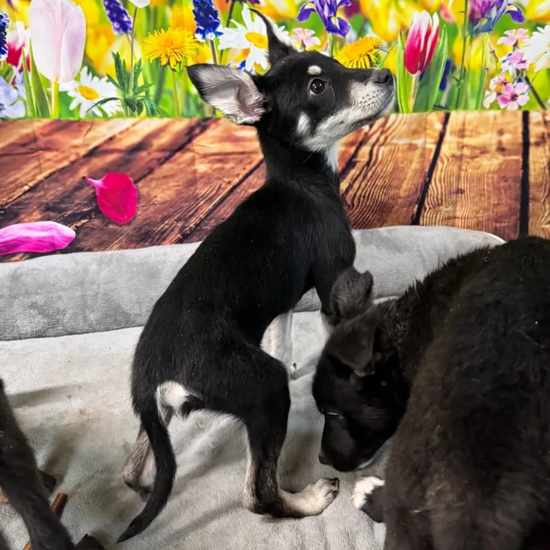 Thin Mint thumbnail 6